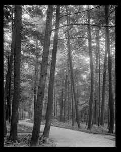 Pinecroft: drive & trees
