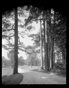 Pinecroft: drive & trees