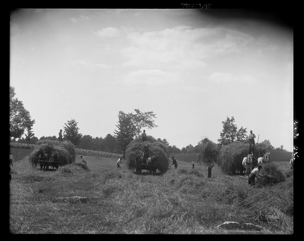 Pinecroft: loading hay