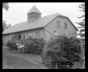 Pinecroft: loading wheat into the barn