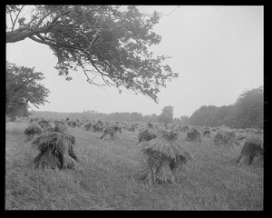 Pinecroft: wheatstacks in field