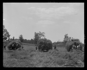 Pinecroft: hay loading