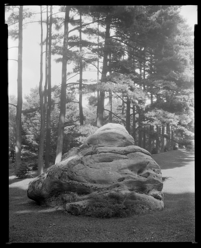 Groton Place: large rock and trees