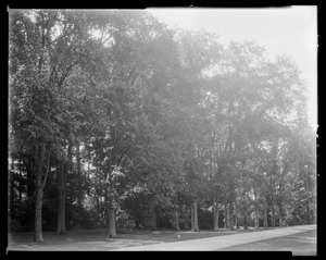 Groton Place: trees in landscape