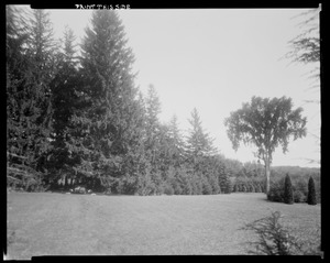 Groton Place: landscape with elm