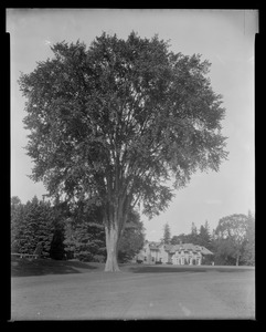 Groton Place: house from back lawn