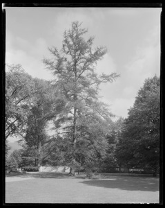 Groton Place: tree-balustrade landscape