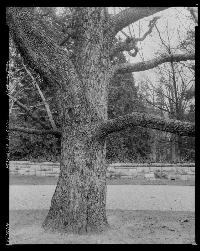 Groton Place: tree in landscape