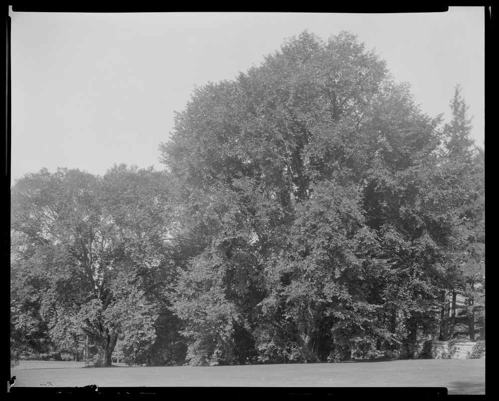 Groton Place: trees in landscape