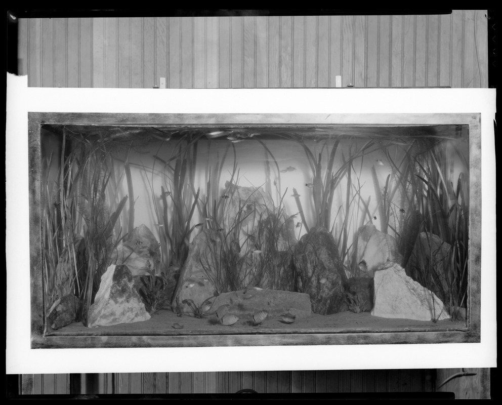 Groton Place aquarium Digital Commonwealth