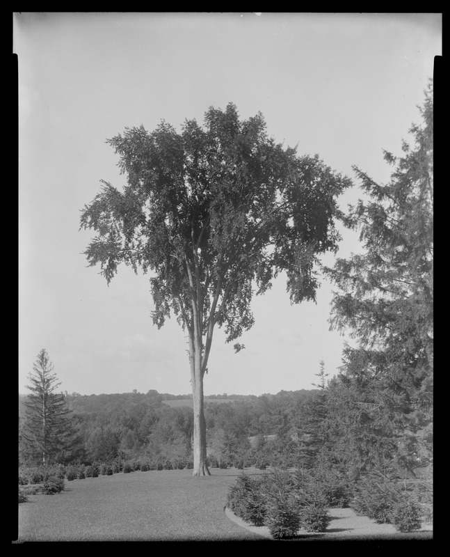 Groton Place: trees in landscape