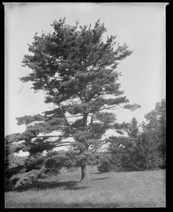 Hillingdon[?]: pine tree