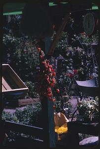 Plant hanging on post in market