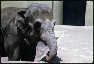 Elephant resting its trunk on a ledge, San Francisco Zoo