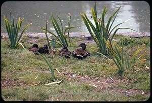 Ducks at pond edge