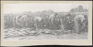 Six men cutting broadleaf tobacco