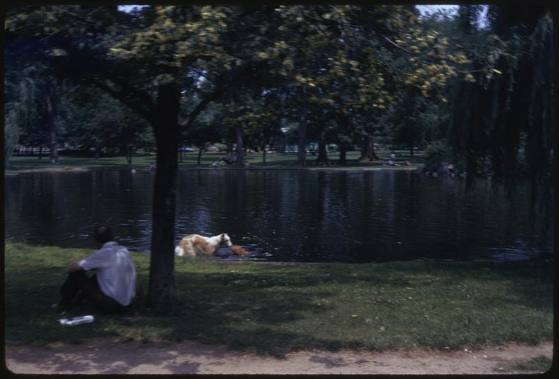 A dog in a pond