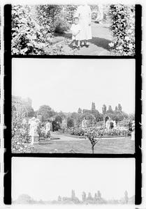Rose garden, Boston