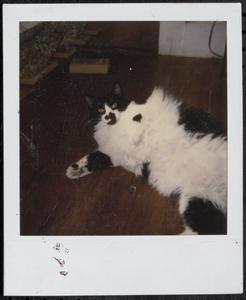 Black and white cat laying on floor