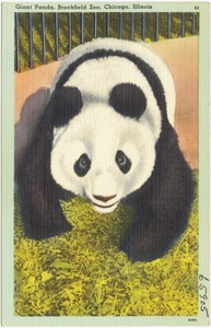 Giant Panda, Brookfield Zoo, Chicago, Illinois