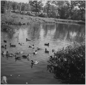 Bentley duck pond in 1971