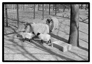 Sheep, Franklin Park Zoo