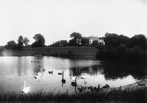 Swans on Thayer Pond