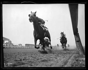 Unidentified horse race