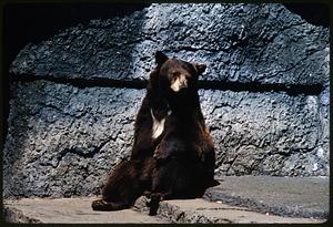 Brown bear sitting on rock step