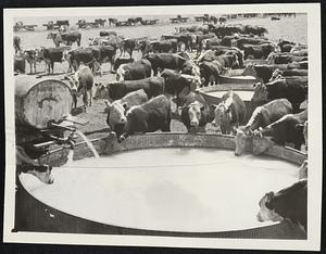 Mid-West Cattle Slake Thirst During Drought. Scene of the plains near Kansas City, showing hundreds of head of cattle slaking their thirst at the man-made watering holes during the fierce drought. One of the worst in history, now gripping the entire country. The water was brought from long distances, dumped into the troughs and the bellowing cattle went at it in a big way. Thousands of the animals are dying daily as promised rain still holds off.