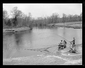Animals: Herring run in Raynham