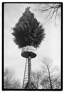 Setting up Christmas tree, Boston Common