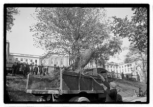 Tree removal