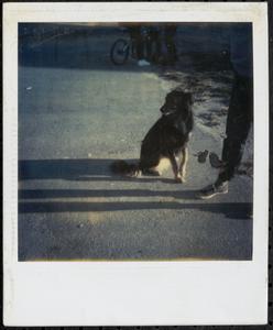 Dog sitting on a pathway