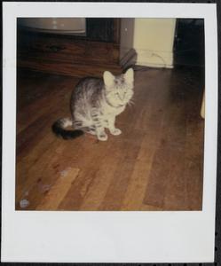 Cat sitting on wood floor