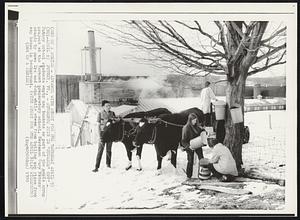 Students Join in "Sugarin' Off" -- Putney school students empty sap buckets as part of the maple syrup project at the Vermont preparatory school. Herdsman Gary Peters stands by oxen Ike and John while steam from boiling sap rises from sap house in background.