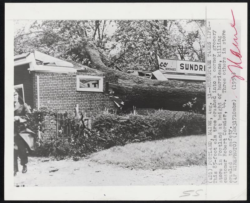 Hurricane Takes Life-- This 85-foot elm tree crashed into a corner grocery store in Portland at height of hurricane, killing customer Robert Cormier, 44. Three others in store crawled to safety.