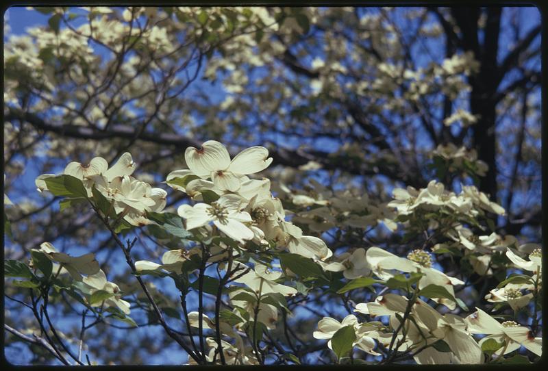 Cherry blossoms