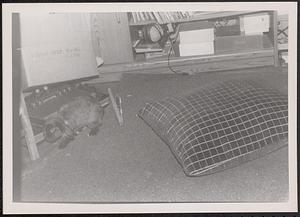 Rabbit on the floor