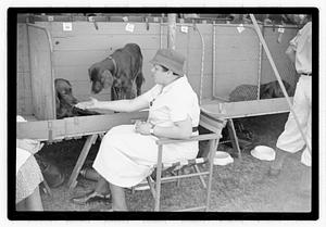 Dog show municipal hunt club