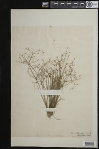 Juncus pelocarpus