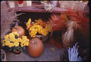 Pumpkins and flowers, Old Sturbridge Village, Sturbridge, Massachusetts