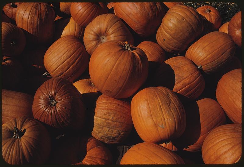 View of pile of pumpkins, Boston