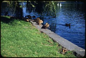 Ducks, Boston, Public Garden