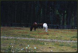 Two horses grazing in fenced area, British Columbia