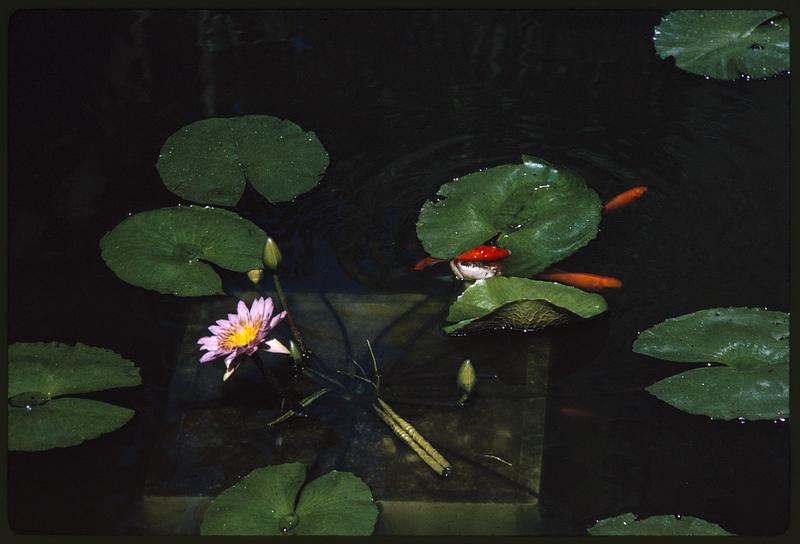 Water lilies and fish