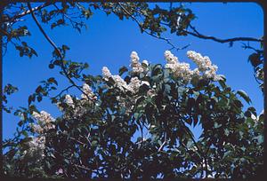 White flowers and leaves on tree branches, Arnold Arboretum, Boston
