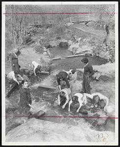 No Rod and Reel is needed by these Brewster youngsters, fishing by hand at Stony Brook as the alewives start their annual run up Cape Cod creeks.