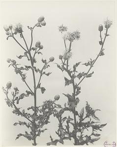 266. Cirsium arvense, Canada thistle