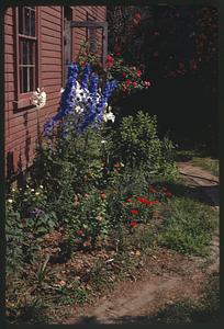 Flowers by a building